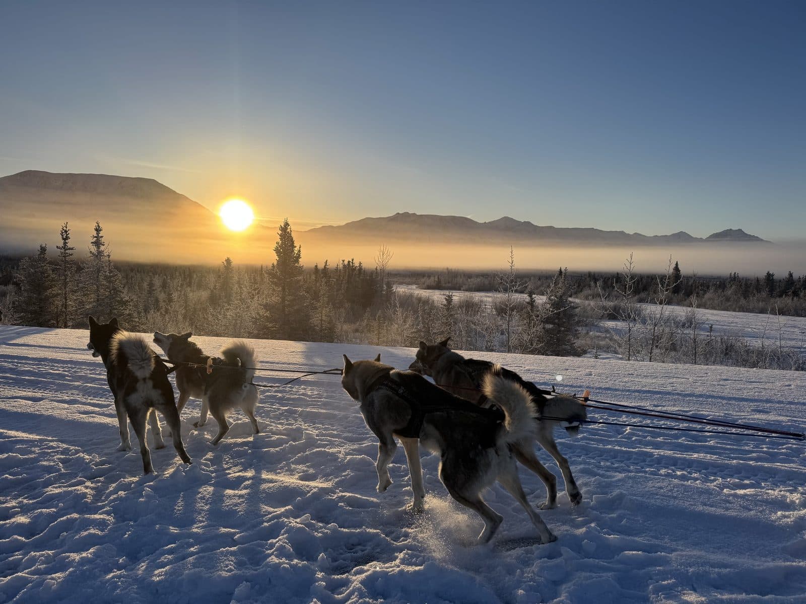 A sled dog team on the snow with the low winter sun rising over the mountains behind them