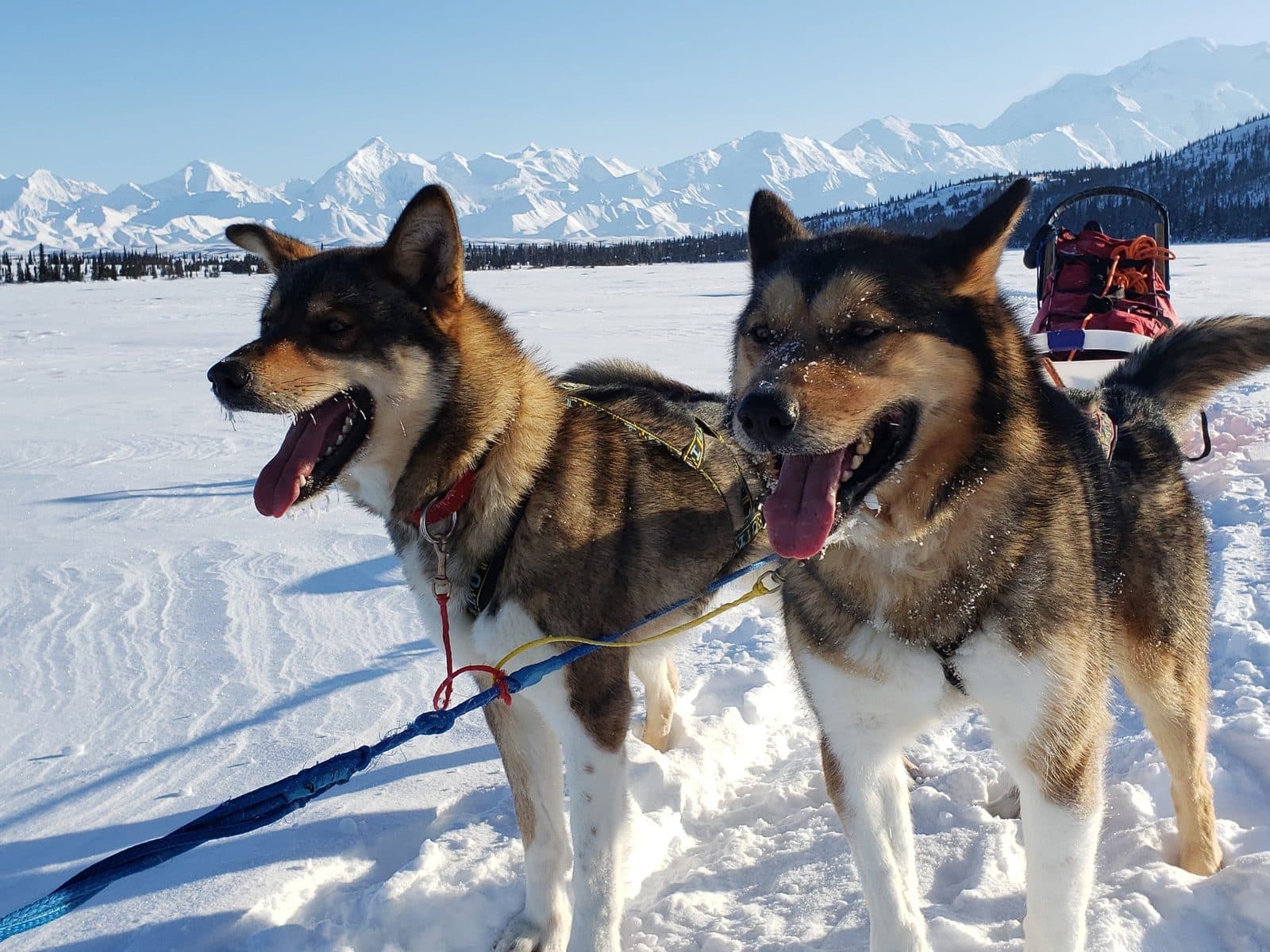 Two happy sled dogs standing in harness on the snow, with snowy mountains behind them